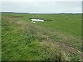 SD4561 : Sheep on Aldcliffe's salt marsh by Christine Johnstone