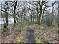 SJ7740 : Path along edge of Camp Wood by Jonathan Hutchins