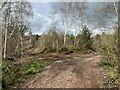 SJ7739 : Path and track junction on Maer Hills by Jonathan Hutchins