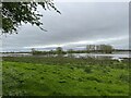 SJ9321 : Radford Meadows SWT reserve by Jonathan Hutchins