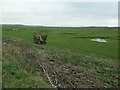 SD4561 : Uprooted tree stump, Aldcliffe's salt marsh by Christine Johnstone