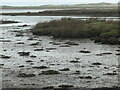 SH4558 : Gylfinir ar y blaendraeth / Curlew on the foreshore by Christine Johnstone