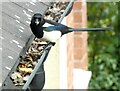 SJ9594 : Magpie (Pica pica) by Gerald England