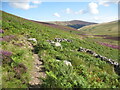 NY3030 : The Cumbria Way below Snab by Adrian Taylor