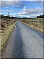 NO7393 : Country road on a fine February day (set of 2 images) by thejackrustles