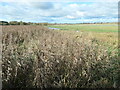 SE7043 : Reedbed west of Swantail Hide, Wheldrake Ings by Christine Johnstone