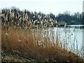 TA1134 : Noddle Hill Nature Reserve, Kingston upon Hull by Bernard Sharp