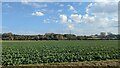 TM0241 : Arable field near Ashbrook House by Sandy Gerrard