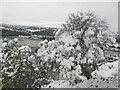 SH7879 : Snowy hawthorn by Jonathan Wilkins