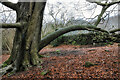 SK3156 : Bowed tree in Bow Wood by Andy Stephenson