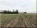 SK5431 : Field and Thicket at Barton Moor by Jonathan Clitheroe