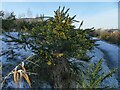 SE4323 : Winter gorse by Stephen Craven