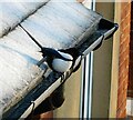 SJ9594 : Magpie on a frosty roof by Gerald England