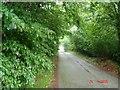  : Tree cover lane at Dinorben by Dot Potter