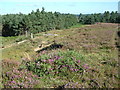 SU1901 : Dur Hill Down, New Forest by Stuart Buchan