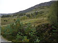 NH1621 : Woodland above Loch Affric by Roger McLachlan