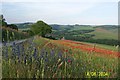 TQ5501 : The South Downs Way SW of Jevington by Mary Taylor