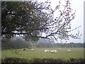 SO8026 : Sheep and Apple Tree, Nup End by Bob Embleton