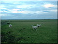  : Cockerham Marshes by David Medcalf