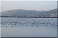 ST4353 : Cheddar Reservoir Birds by Adrian and Janet Quantock