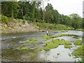 SO1694 : River Severn at Abermule by Penny Mayes