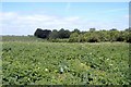 SJ7251 : Potato field, Basford by Mike Harris