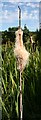 NJ4260 : Bulrush (Typha latifolia) by Anne Burgess