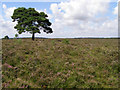 SU1901 : Isolated pine on Cranesmoor, New Forest by Jim Champion