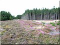  : Clearing in Harwood Dale Forest by Oliver Dixon