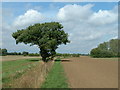 TM0765 : Lone Tree by Keith Evans