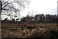 TM3446 : Deer herd - Hollesley Common by Simon Leatherdale