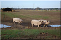 TL9581 : Pigs near Riddlesworth Hall by Stephen McKay