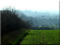  : Hedgerow separates Hathern Road from farmland by Richard Guise