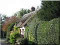 SJ4015 : Nestling Thatch by mfjordan