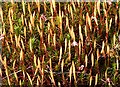 NJ2653 : Hair Moss (Polytrichum) by Anne Burgess