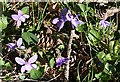 NJ3649 : Violets by Anne Burgess