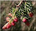  : Spruce Cones by Anne Burgess