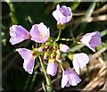 NJ5353 : Lady's Smock or Cuckoo Flower (Cardamine pratensis) by Anne Burgess