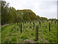  : Newly planted extension to Wykeham Forest by Phil Catterall