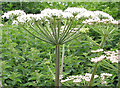 SO6426 : Angelica plant by Pauline E