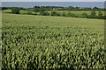 SP8479 : Farmland near Thorpe Malsor by Stephen McKay