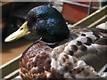 SO5615 : Handsome mallard enjoying the sunshine by Pauline E