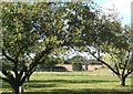  : Fruit trees and lawn with fields beyond by Andrew Hill