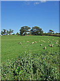  : Hilltop Obelisk Thornhill Park by Mike Searle