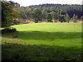  : Field and Forest Near Dalton by Iain Thompson