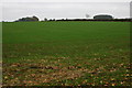  : Winter cereals at Harcombe Farm by Philip Halling