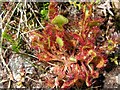 NF7928 : Round leaved sundew by Loch Aineort by Frances Watts