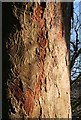 NJ6862 : Bark Marks by Anne Burgess