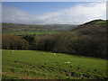 SN6579 : Hillside south of the Afon Rheidol by Nigel Brown