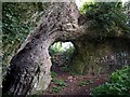 SX9065 : Natural arch, Stantaway Hill by Derek Harper